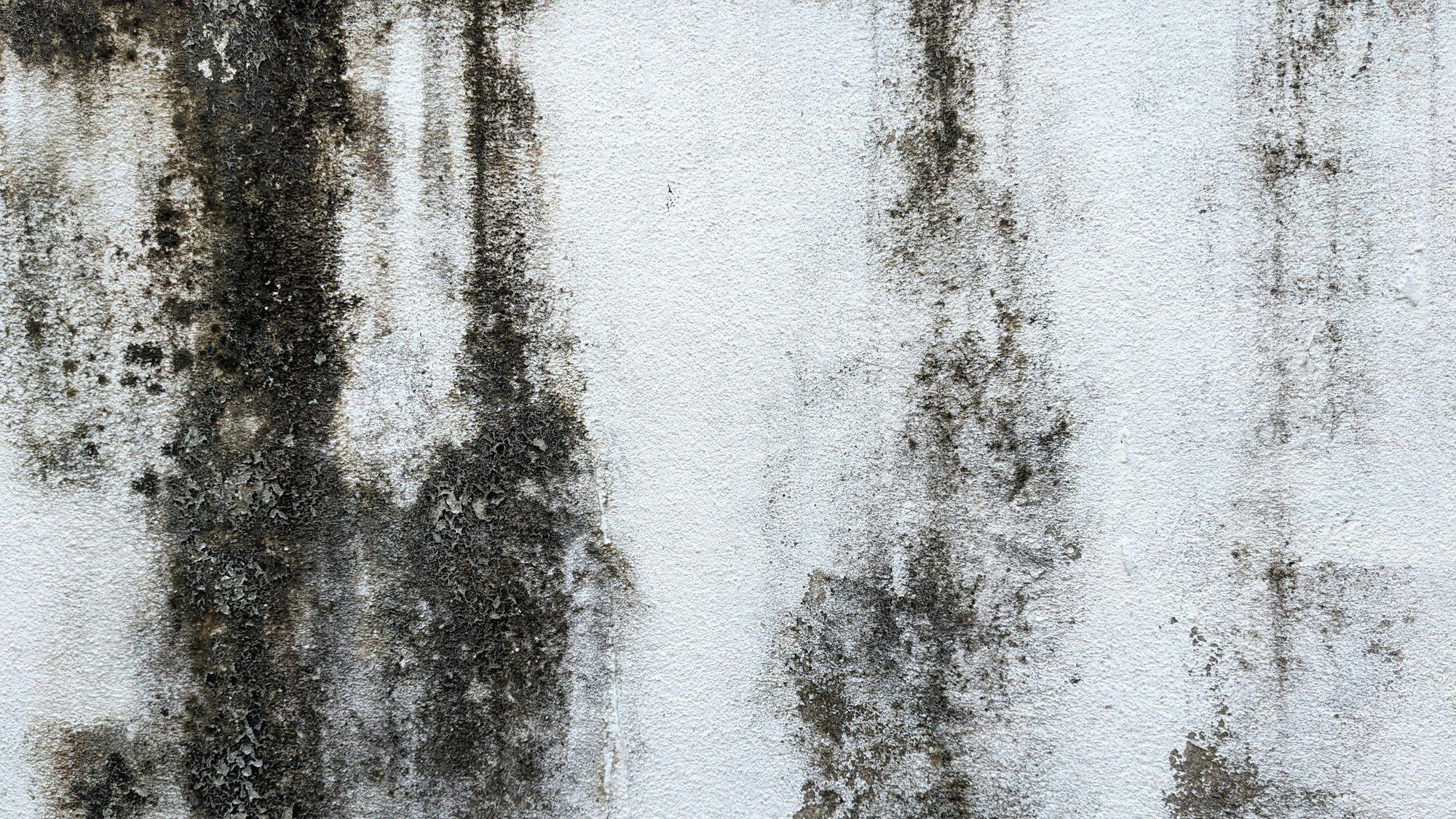 Black mold spreading across a painted wall